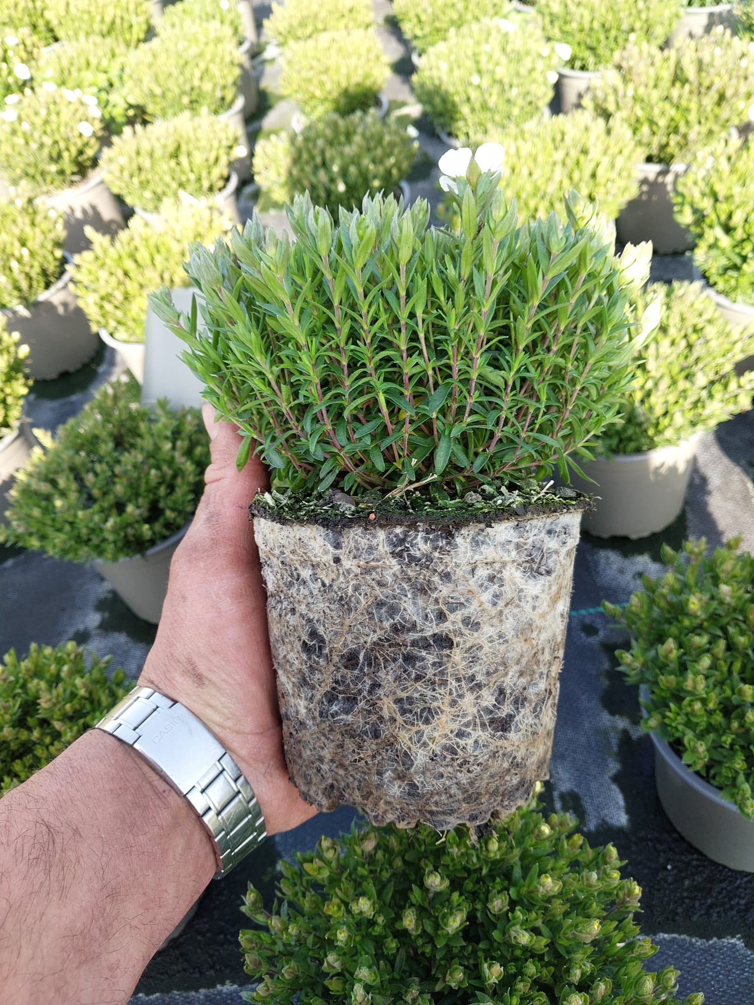 Es werden Kräuterpflanzen gezeigt.